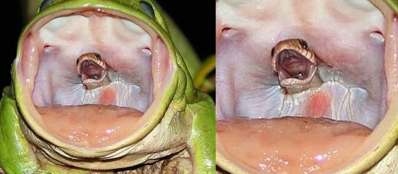 Συγκλονιστική εικόνα της φύσης: Βάτραχος καταπίνει φίδι που «ουρλιάζει» (φωτό)